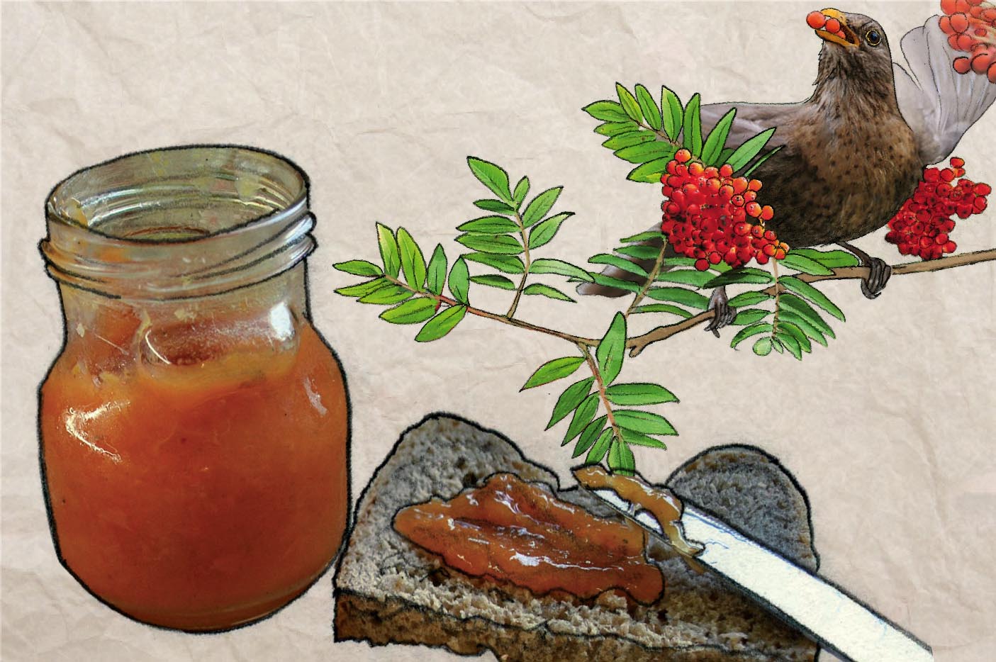 Vogelbeer-Marmelade – Pindactica