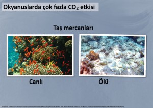 17 Okyanusların Asitlenmesi – Mercanların Yokoluşu