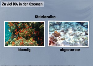 17 Versauerung der Ozeane – Korallensterben